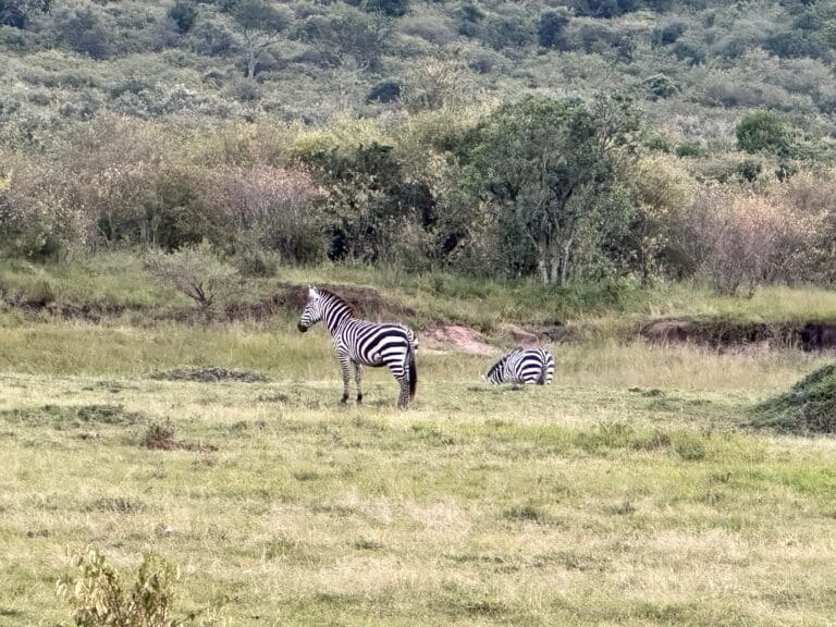 African Safari - Zebra