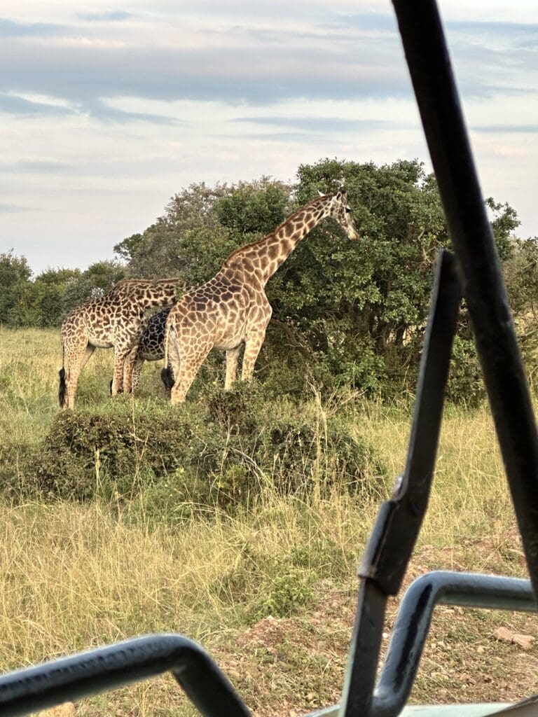 African Safari - Giraffe