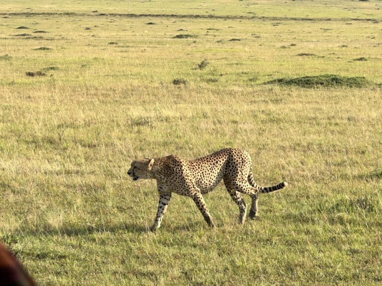 African Safari - Cheetah