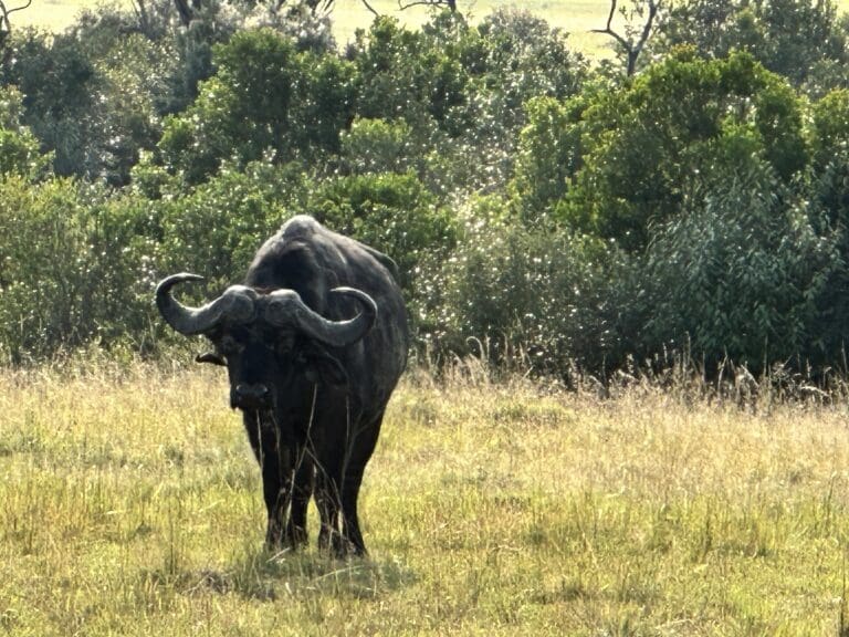 African Safari - Black Buffalo