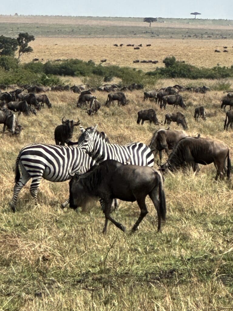 Afrian Safari - Great Wildebeest Migration July 2024