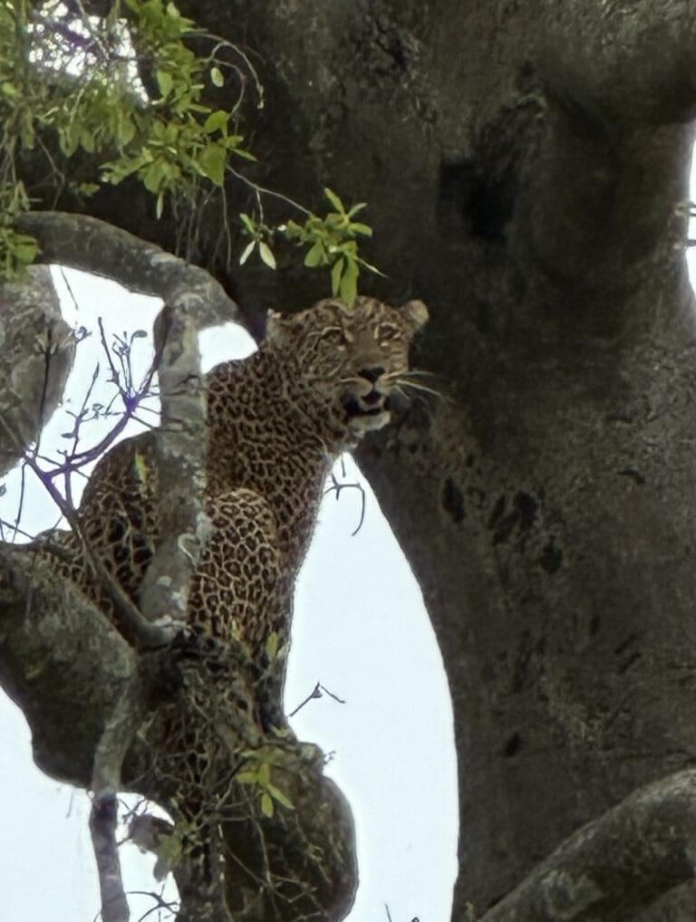 African Safari - Leopard