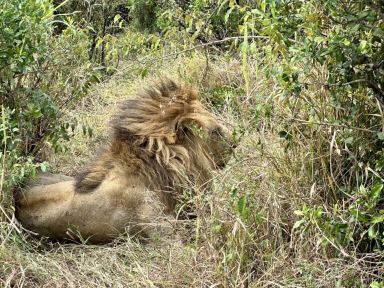 African Safari - Lion