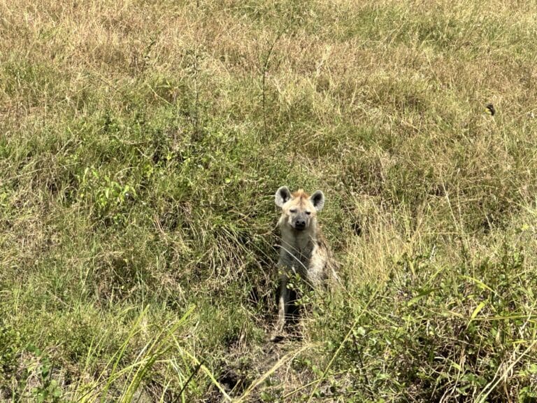 African Safari - Hyena