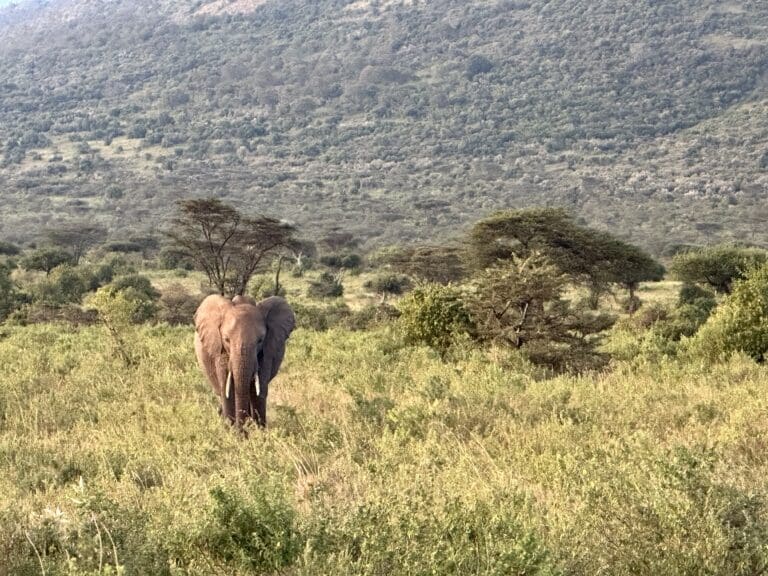 African Safari - Elephant